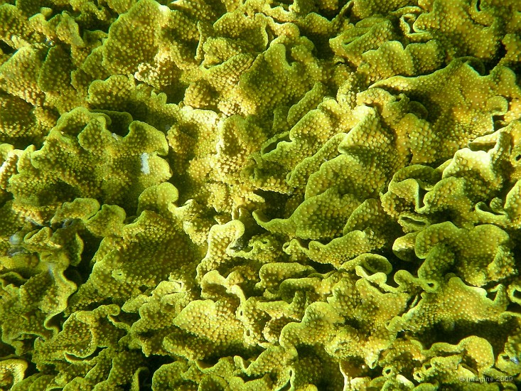 03.7- Corail gaufrette.JPG